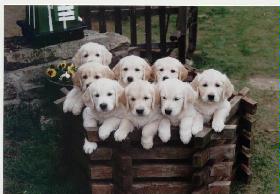 Gruppenbild-D-Wurf.jpg