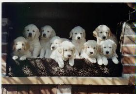 Gruppenbild-F-Wurf-001.jpg